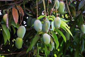 Discover hundreds of ways to save on your favorite products. Buy Indian Mangoes Online Queen Kesar Mango Gift Mango Usa Savanifarms