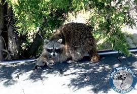 Will A Mother Raccoon Come Back Gates Wildlife Control Facebook