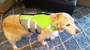 Trying On Vivaglory Ripstop Sports Style Dog Life Jacket Large 80lb Golden Retriever