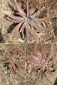 Image result for Aloe wollastonii