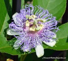 Check out our passion flower vine selection for the very best in unique or custom, handmade pieces from our craft supplies & tools shops. Which Annual Plants For Butterflies Are Worth Overwintering