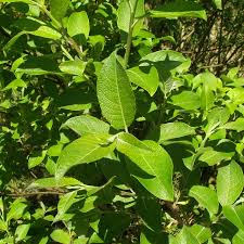 Image result for Goat Willow
