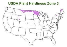 For more information about shrubs that bloom in zone 3, read on. Buy The Best Cold Hardy Shrubs That Will Grow In Usda Planting Zone 3 Wilson Bros Gardens