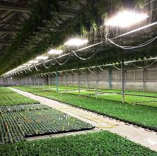 From tending to seedlings to maintaining a cool room, find out how fluoros can help you manage a on the other hand, grow lights give you more control over your plants, allowing you to even change seasons by altering the light cycle. How Can Plants Grow In Artificial Light Guolve Metalware