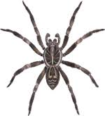 Mygalomorphae actinopodidae missulena bradleyi eastern mouse spider the gap brisbane. Spider Identification Chart Australia Venomous Dangerous Spiders