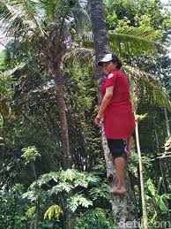 Usaha menumpaskan ular berukuran 8 meter dengan. Kisah Mimin Wanita Pemanjat Pohon Kelapa Bantu Ekonomi Keluarga