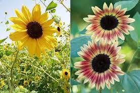 Temperatures must be 26 degrees fahrenheit or lower for several hours to kill mature plants. 15 Types Of Sunflowers Tall Dwarf Yellow And Bicolor Sunflowers
