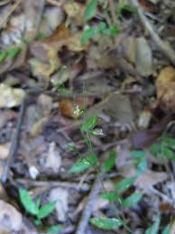 Image result for Pseudechinolaena polystachya