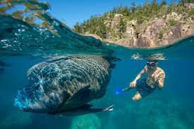 Best Snorkelling Sites In Queensland Things To Do Queensland