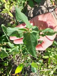 Image result for Aspilia