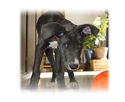 This is a place to post pictures of your due north great dane and check out my pictures of my adults and puppies. Akc Great Dane Puppies Dynamite Danes