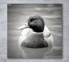 Black And White Animal Photography Mallard Duck Photography Mallard Duck Photography Print Black And White Animal Photography Nature In Duck Photography Animal Photography Photography Print