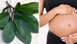 May 24, 2017 · put in a clean pot with clean water. 8 Health Benefits Of Garden Egg Leaves During Pregnancy Pregnancy Vitamins