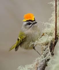 Birds Native To Virginia Pin By Virginia C On Cool Birds Birds Pretty Birds Colorful Birds