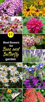 Check spelling or type a new query. Pin By Stephanie Gibson On Gardening In 2021 Best Flowers For Bees Butterfly Garden Plants Butterfly Garden
