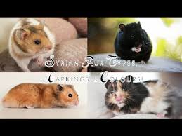 Syrian Hamster Fur Types Markings Colours