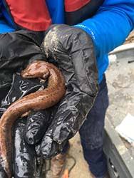 Near the sipsey river, you can find mize mill falls and turkeyfoot falls. National Forests In Alabama Districts