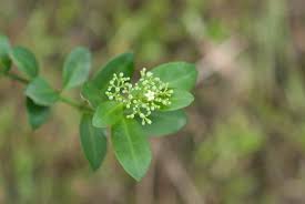 Image result for Psychotria moninensis