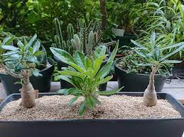 botanicallifeさんの投稿 パキポディウム ビスピノーサム ユーフォルビア デカリー パキポディウム サキュレンタム パキポディウム 白馬城 パキポディウム サウンデルシー 天馬空 バルコニー ベランダ ユーフォルビア パキポディウム グラキリス 花の写真
