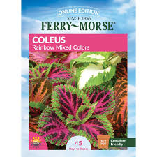 Image result for Coleus meyeri