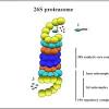 Die größe des proteasoms ist 17x11nm. 1
