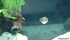 Ang dichotomyctere ocellatus sakop sa kahenera nga dichotomyctere, ug kabanay nga tetraodontidae. Figure 8 Puffer Dichotomyctere Ocellatus Encyclo Fish