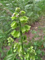 Image result for Ocimum urundense