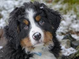 This breed is excellent with small children and other animals. Dog Breeds Bernese Mountain Dog Puppies Dogalize
