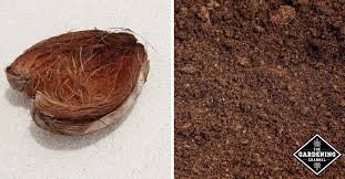 These disadvantages are key reasons. Peat Moss Vs Coco Coir Which Should You Use Gardening Channel