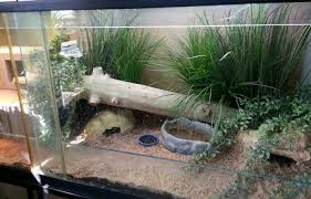 Nice Use Of False Grass To Imitate A Grassland Savanah Lizard Cage Lizard Tank Reptile Terrarium