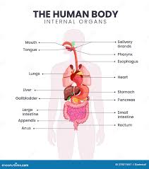 Image result for internal organs