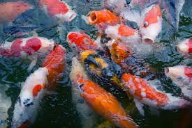 Cara budidaya ikan koki di aquarium untuk pemula. Cara Memulai Bisnis Budidaya Ikan Koi Yang Profit Banyak
