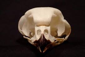 Welcome our office is pleased to provide ttsors for the citizens of the keweenaw bay indian community. Nsow Skull Asymm Buffalo Bill Center Of The West