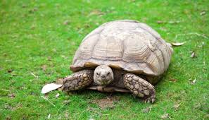 2,518 likes · 24 talking about this. Sulcata Tortoise African Spurred Complete Care Guide All Turtles