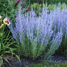 Image result for Perovskia atriplicifolia 'blue spire'