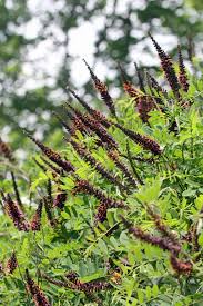 Image result for Aeschynomene pawekiae