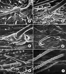 Image result for Isachne buettneri