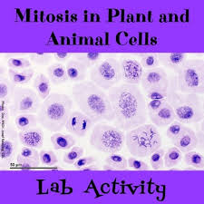 Animal cell mitosis reading answers. Lab Activity Mitosis In Plant And Animal Cells By The Skye World Science