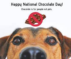 Pet medical center & spa. Pet Medical Center And Spa Remember Chocolate Is Extremely Toxic For Pets A Few Common Signs Of Chocolate Poisoning Are Panting Vomiting Diarrhea Seizures And More Learn More Information Here