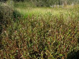 Image result for Persicaria strigosa