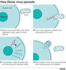 Ebola, also known as ebola virus disease (evd) or ebola hemorrhagic fever (ehf), is a viral hemorrhagic fever of humans and other primates caused by ebolaviruses. Ebola Outbreak In Five Graphics Bbc News