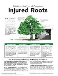Tree Care Mississippi Valley Tree Experts