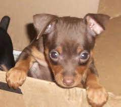 Miniature Pinscher Puppy For Sale In Carrollton Ga Adn 25868 On Puppyfinder Com Gender Female Miniature Pinscher Puppy Miniature Pinscher Puppies For Sale