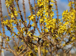 Forsythia is an attractive shrub which blooms very early in the season, with the flowers appearing forsythia blooms copiously. Zwerg Forsythie Goldglockchen Nimbus Forsythia Intermedia Nimbus Baumschule Horstmann
