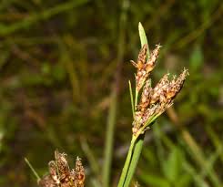 Image result for Fimbristylis dichotoma