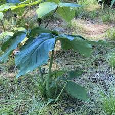 Image result for Arisaema