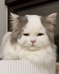 Interesting facts about the history of films