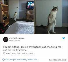 20 Of The Funniest Cat Tweets Part 1 Cats Kittens Funnycats Tweets Twitter Cats Best Cat Memes Funny Cats