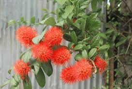 Image result for Combretum