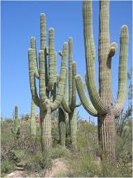 How to grow saguaro cactus. Is It Illegal To Cut Down A Saguaro Cactus On Your Property Quora
